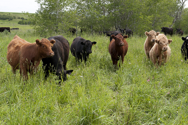 Happy C5 Organics Cattle