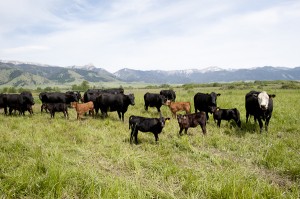 Montana Grassfed Beef
