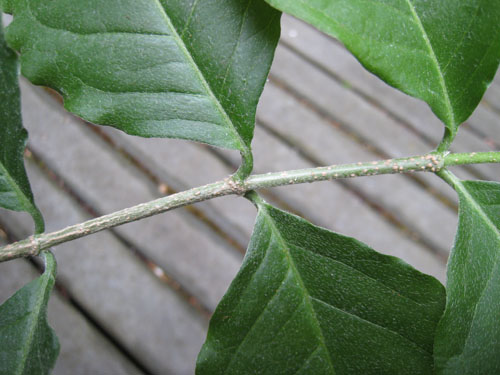 Bunchosia3