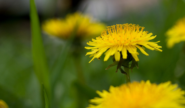 Weed Wars – The Dandy Dandelion (Podcast)