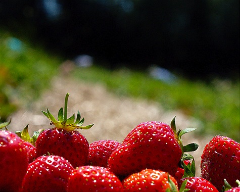 Seattle’s First Strawberry Farmers