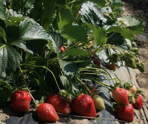 Commercially grown strawberries