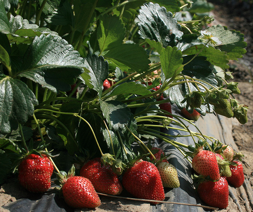 Disappearing Nutrients