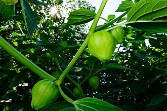 Campus vegetable garden beckons passing snackers