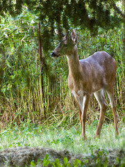 Deer