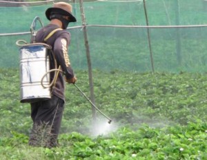 Fieldworker Spraying Strawberries.JPG