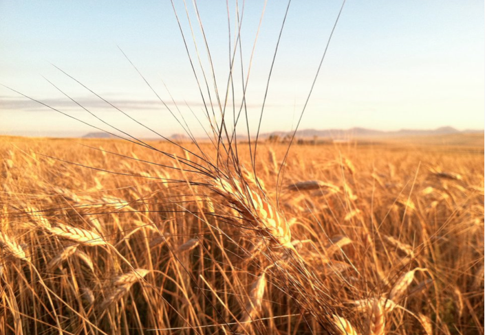 On the Road: Out in the Fields