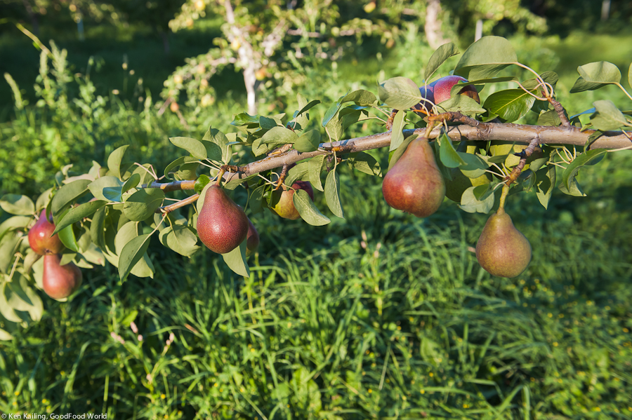 It All Began With An Apple (or Was It a Pear?)