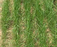 Teff