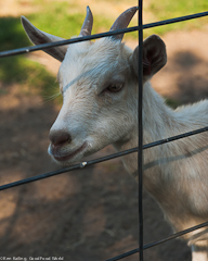Milk goat