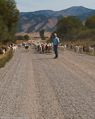 Mel Brown with Goats