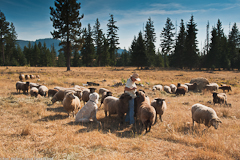 Melissa Lines with her flock.