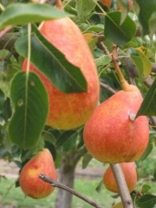 Pear Harvest