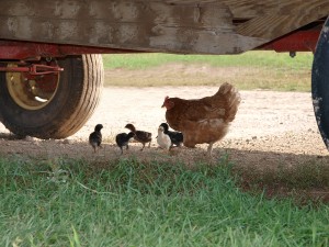 Hen and chicks - more than cows