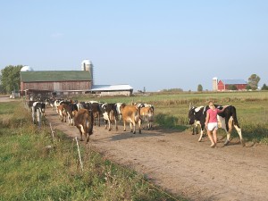 Bringing in the Cows