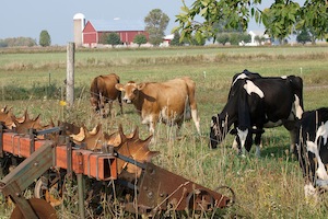 Dairy Cattle in the Field