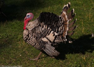 Crown S Ranch Broad-Breasted Bronze Turkey