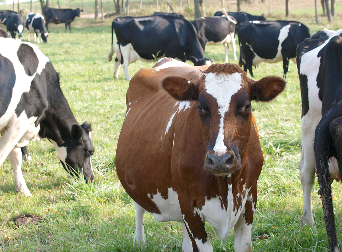 Rick Adamski, Full Circle Farm, on Co-operatives and Partnerships