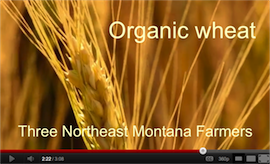 Oganic Whole Grains Grown in Northeastern Montana