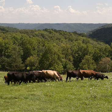 Grass-Fed vs. Feedlot Beef – What’s the difference?