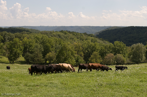 Grass-fed Beef in Minnesota
