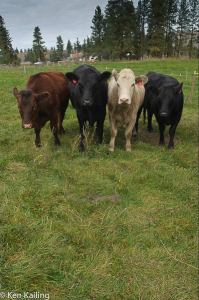 Washington Grassfed Beef
