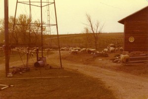 Sheep in the Barnyard