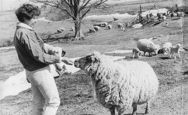 Sheep and Lambs on Spring Pasture