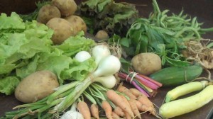 CSA Delivery