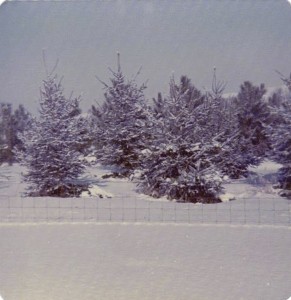 Young Windbreak