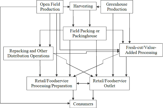 tomato supply chain