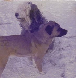 Brindy and Bob