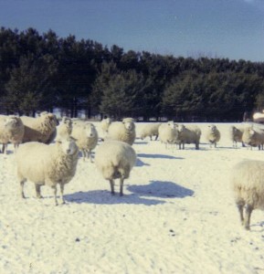 Pre-Lambing Ewes inside Windbreak