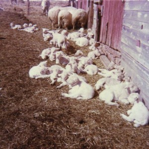 Lambs Sunning Themselves