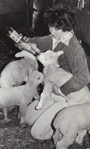 Bottle Lamb Pen