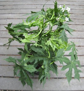 Chaya
