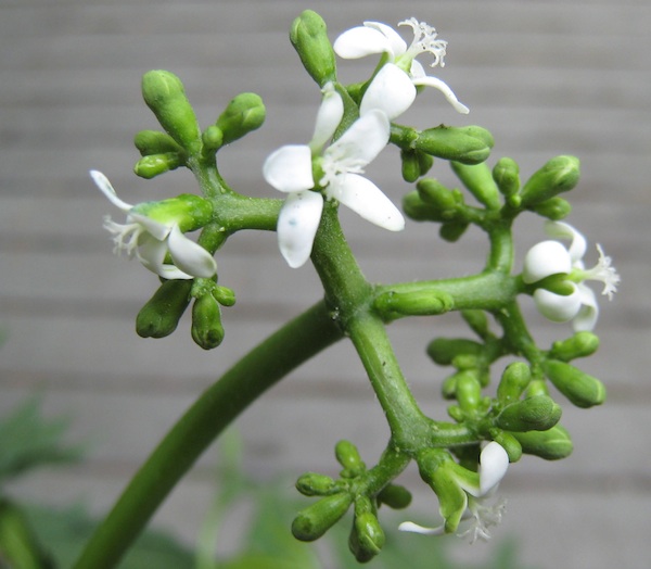 Chaya – Mayan Tree-Spinach, Cabbage Star