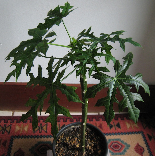Tree Spinach Rooted Chaya Plant Chaya