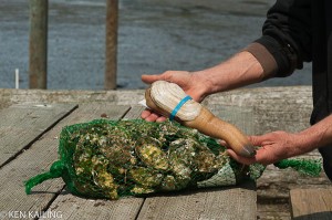 Oysters and Geoduck at Taylor Shellfish Farms, Bow WA
