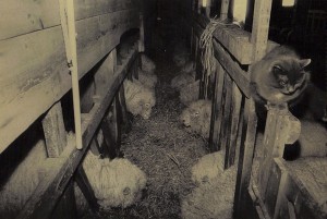 Ewes at the new manger