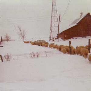 Ewes out on winter stroll