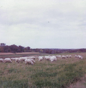 Lambs on summer ridge pasture