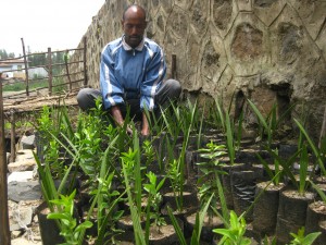 Samson Aberra's Nursery