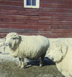 New Barn, 1979
