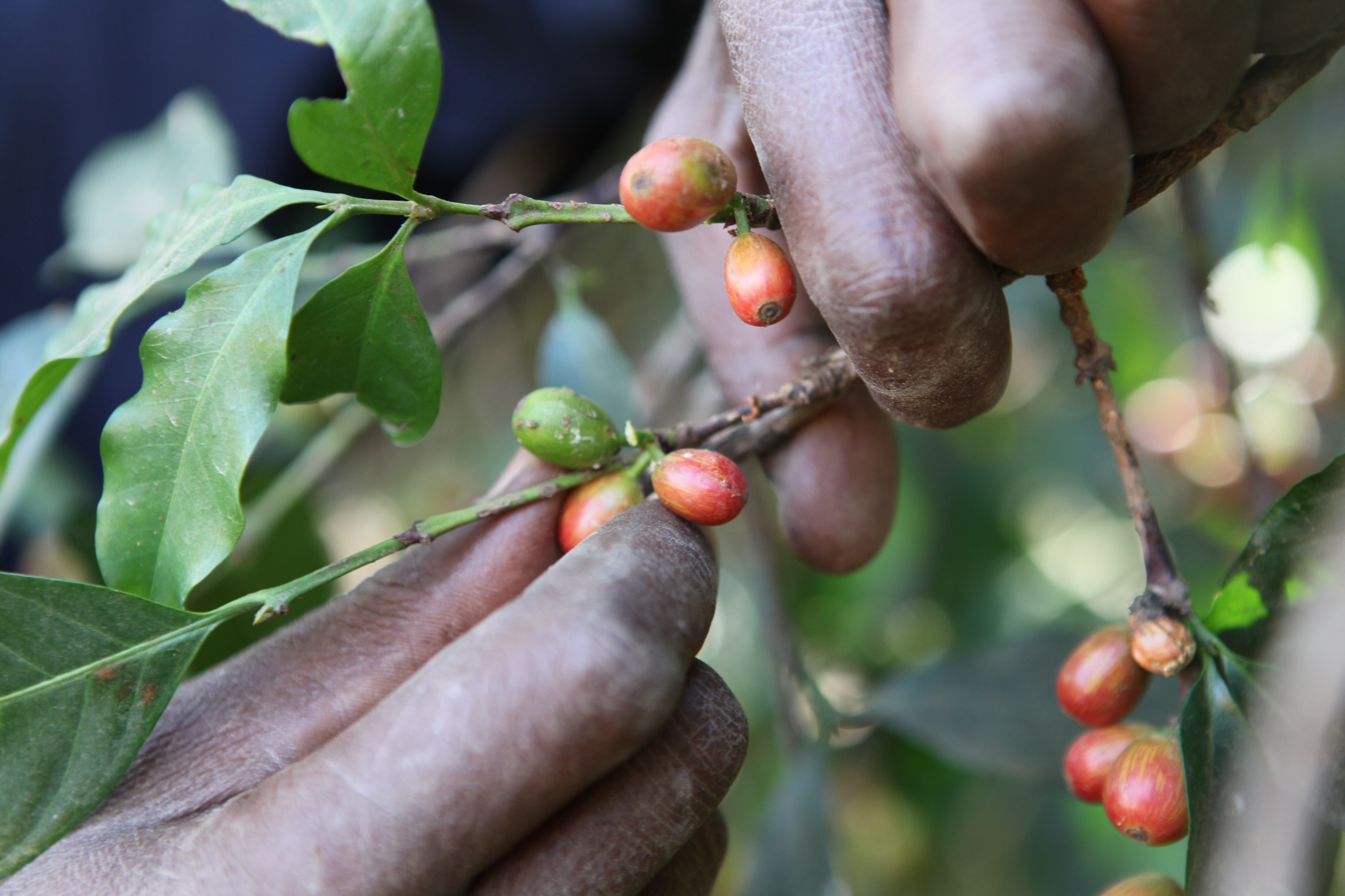 Urban Gardeners Defy the Desert in Northern Ethiopia