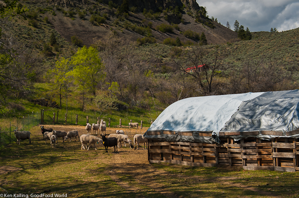 A New Frontier: Farmstead Sheep Milk Cheese