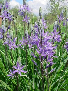 Camas blossoms