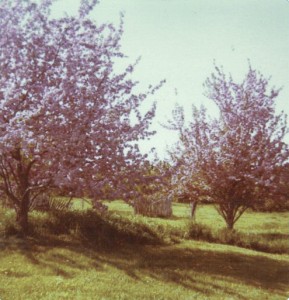 Fruit Trees in Bloom