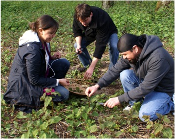 Nettle harvest