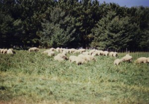Lambs on Birdsfoot Trefoil